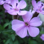 Thumbnail of post image 120