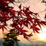 Thumbnail of post image 043
