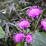Thumbnail of post image 142